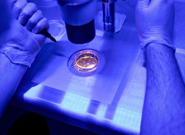 Man embryologist removing one cell from a developing embryo – Safe Daily Routine for the Two-Week Wait After Embryo Transfer