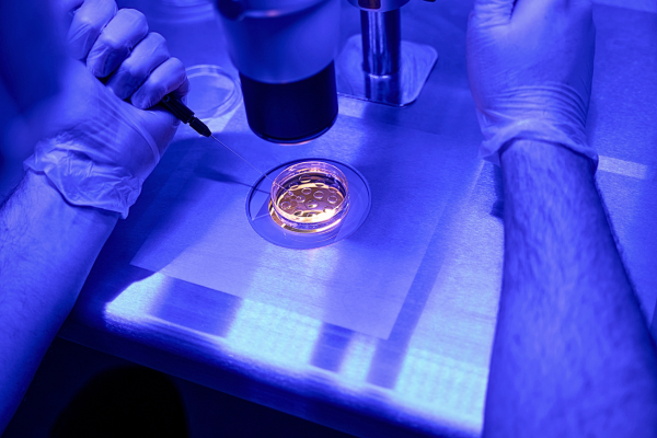 Man embryologist removing one cell from a developing embryo – Safe Daily Routine for the Two-Week Wait After Embryo Transfer