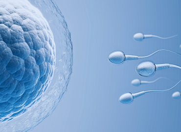 Illustration showing sperm motility as active sperm swim toward an egg bubble for potential fertilization.