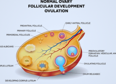 Illustration showing normal ovary, follicular development, and ovulation; contrasts with primary ovarian insufficiency, where egg release and hormone levels are disrupted.